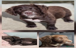 Cocker Spaniel dogs for adoption: Little Meg  - Image 1