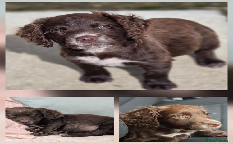 Cocker Spaniel dogs - Advert 1