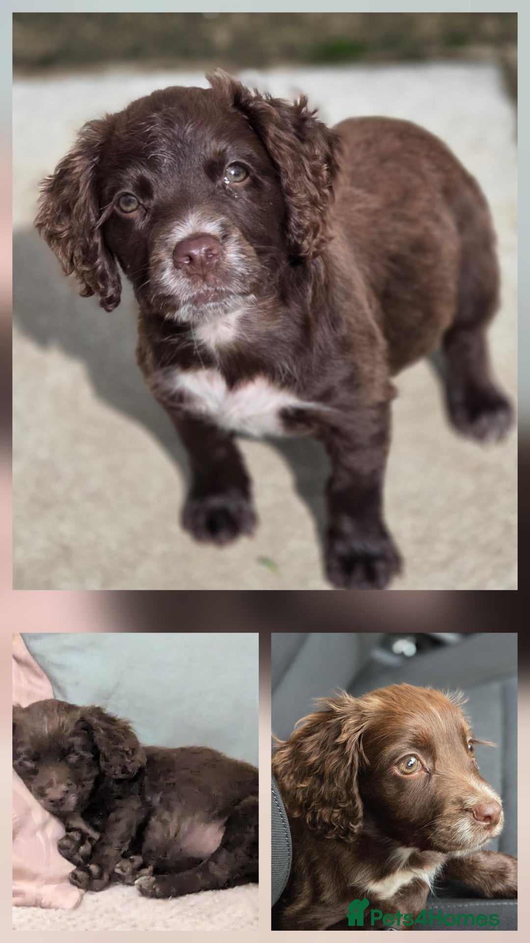 Cocker Spaniel dogs for adoption: Little Meg  - Image 1