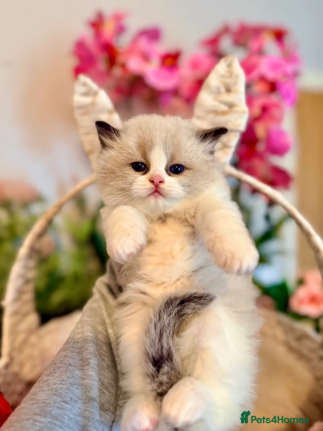 Ragdoll cats for sale: 🩷✨🏅GRAND CHAMP LINE TOP QUALITY RAGDOLLS - Advert 2