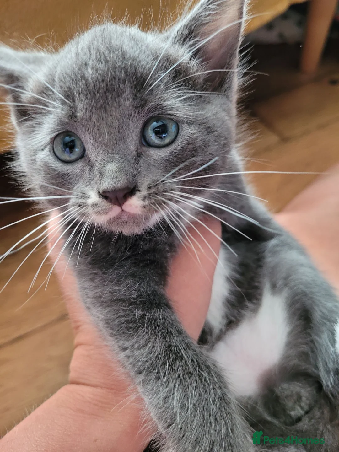 Ragdoll cats for sale: Ragdoll mixed kittens - Advert 14