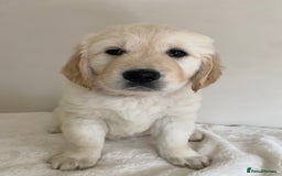 Golden Retriever dogs for sale: Fluffy Cream & Gold Golden Retriever Puppies - Image 34