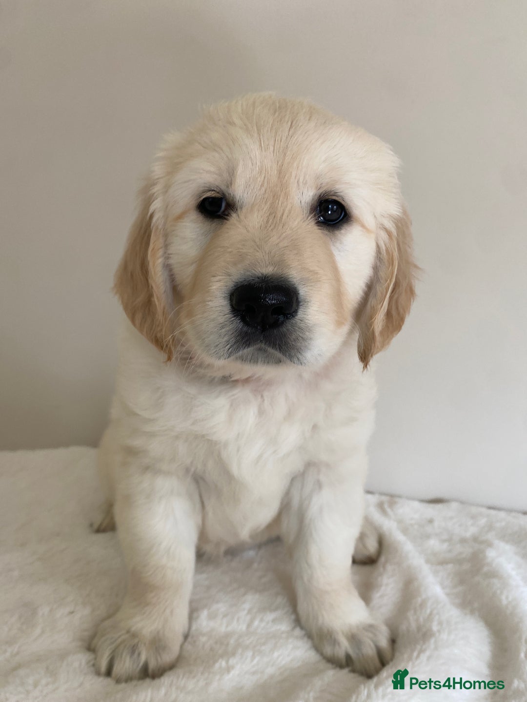 Golden Retriever dogs for sale: Fluffy Cream & Gold Golden Retriever Puppies - Image 34