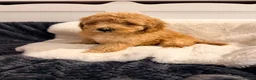 Cavapoochon dogs for sale: Beautiful Cavapoochon Puppies For Sale Kent  - Advert 9