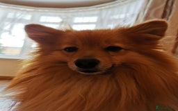 German Spitz dogs for stud: German spits  - Image 2