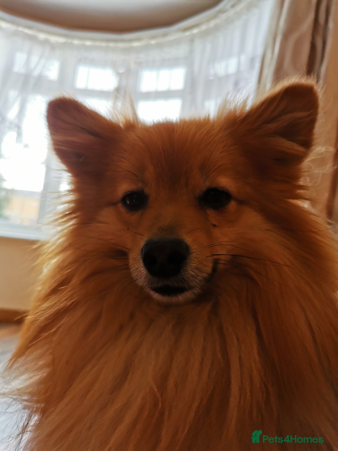 German Spitz dogs for stud: German spits  - Image 2