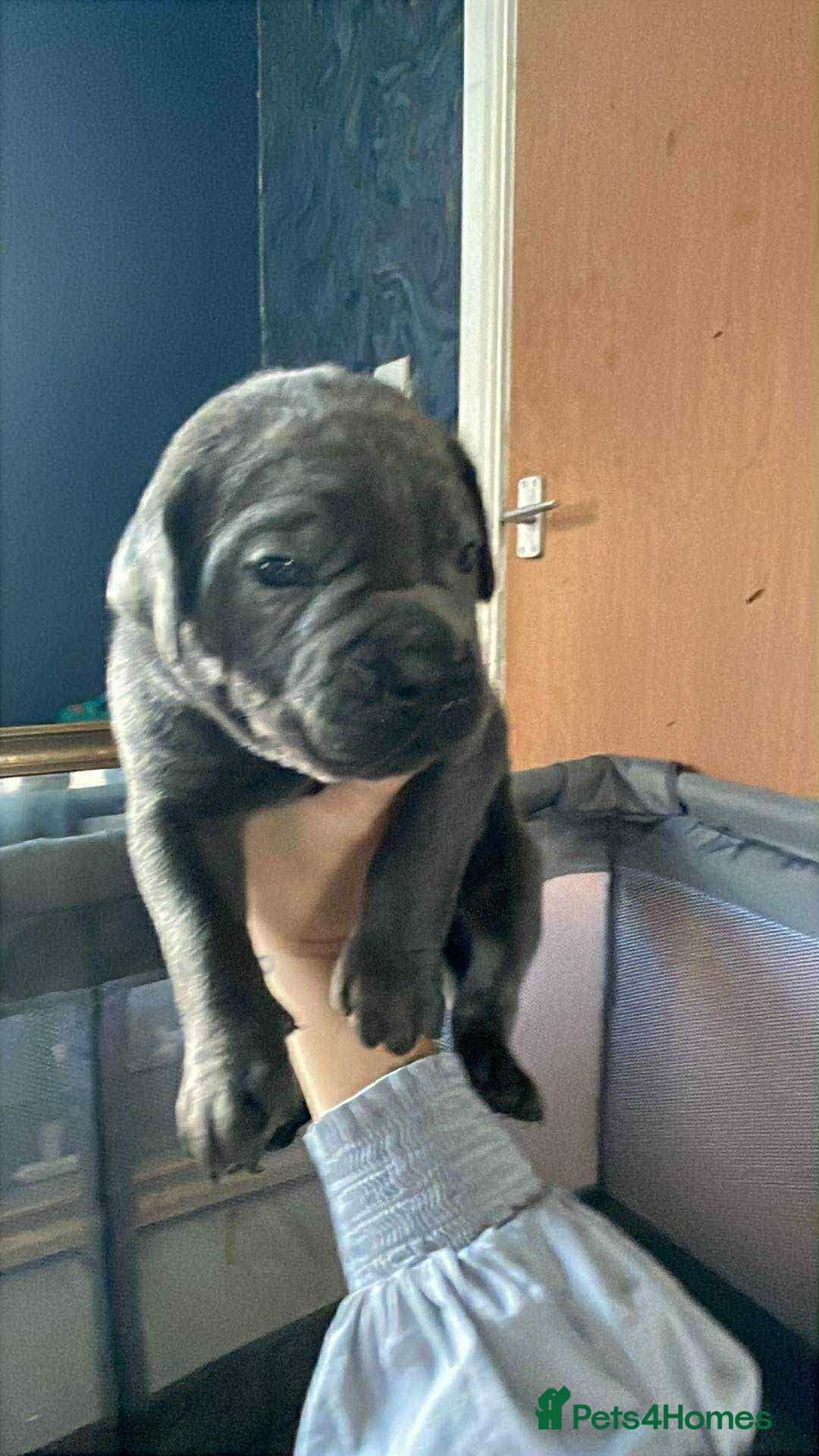 Cane Corso dogs for sale: Beautiful cane corso puppies  - Image 7