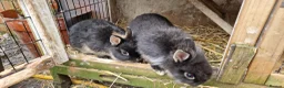 Mixed Breed rabbits for sale: Small, cute, soft, friendly bonded bunny brothers  - Advert 9