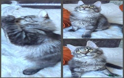 Maine Coon cats for sale: Big outstanding Russian lines with many champions  - Image 7
