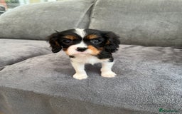 Cavalier King Charles Spaniel dogs for sale: Two boys looking for their new homes  - Image 2