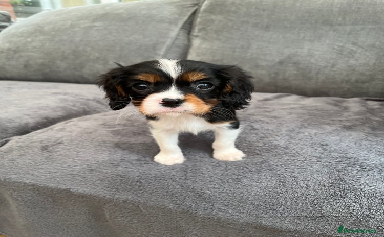 Cavalier King Charles Spaniel dogs - Advert 11
