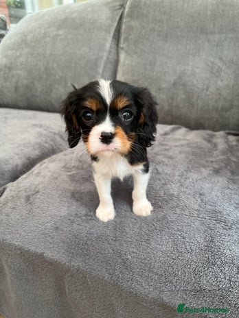 Cavalier King Charles Spaniel dogs - Advert 13