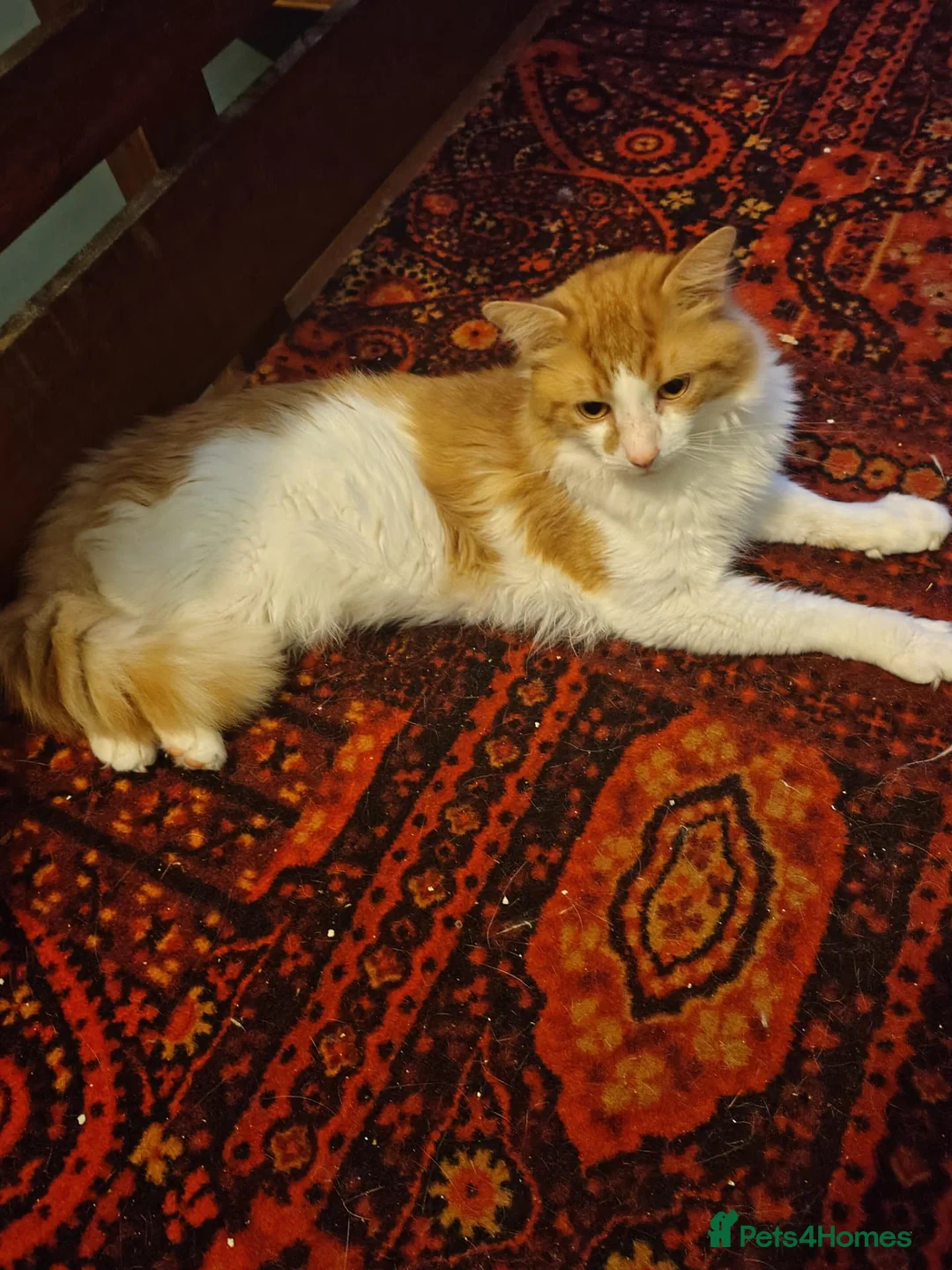 Mixed Breed cats for sale: 4 kittens available now - Advert 15
