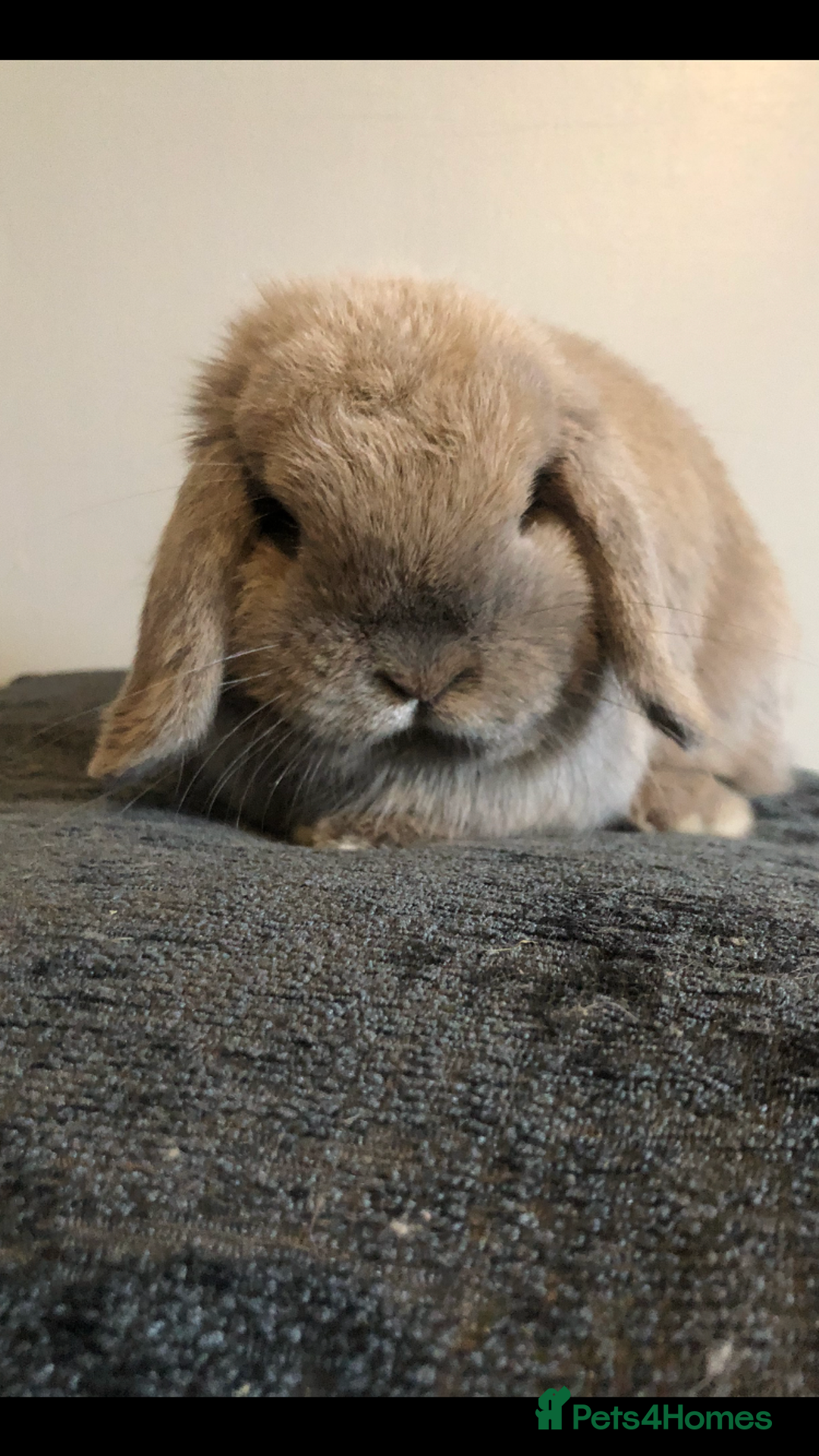 Mini Lop rabbits for sale: Gorgeous Blue Tort Mini Lop RESERVED - Image 6