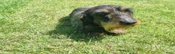 Dachshund dogs for sale: Miniature wire haired daschund  - Advert 8