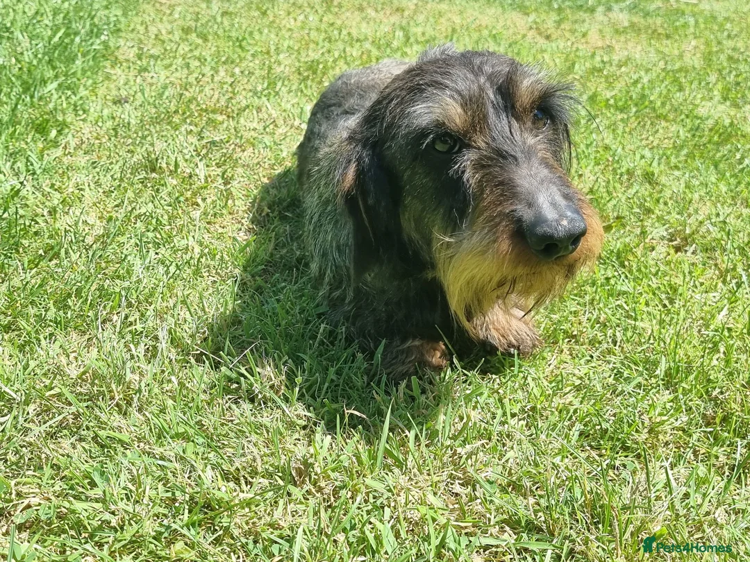 Dachshund dogs for sale: Miniature wire haired daschund  - Advert 8