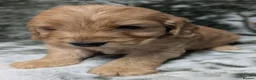 Cockapoo dogs for sale: Quality DNA Clear Cockapoo Puppies  - Advert 3