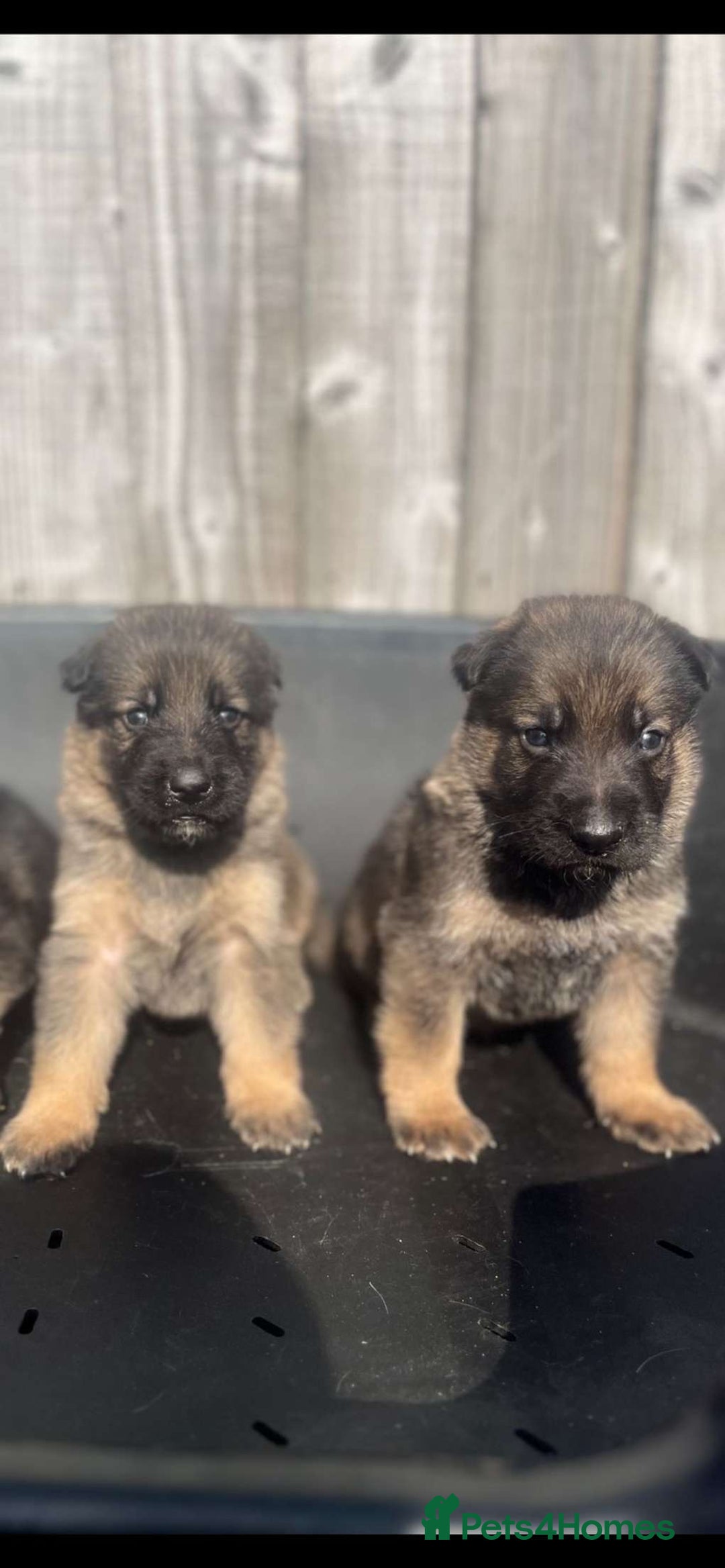 German Shepherd dogs for sale: Beautiful chunky German shepherd puppies  - Image 3