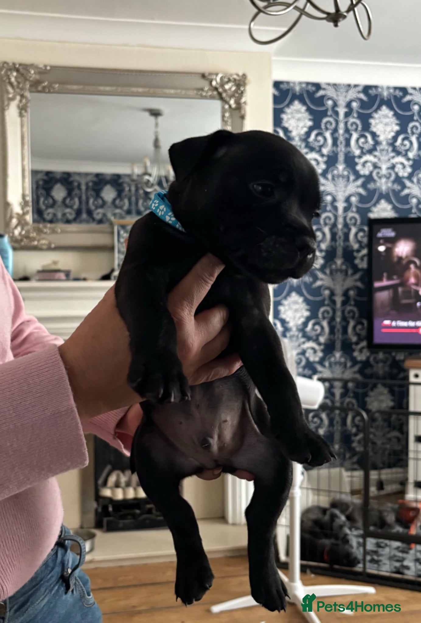 Staffordshire Bull Terrier dogs Stunning Litter 🖤💙 CH Bill & Nova - Advert 1