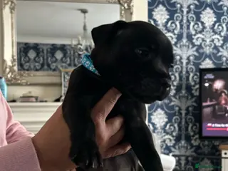 Staffordshire Bull Terrier dogs Stunning Litter 🖤💙 CH Bill & Nova - Advert 1