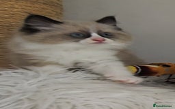 Ragdoll cats for sale: BEAUTIFUL CROSS RAGDOLL/PERSIAN 😻😻😻😻 - Image 18