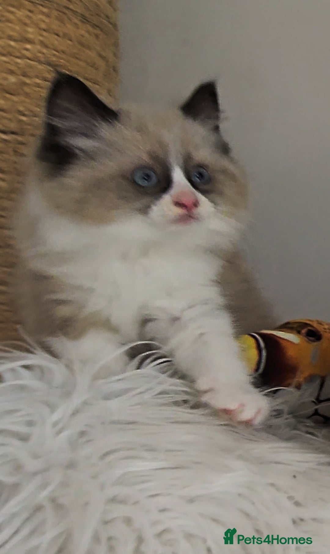 Ragdoll cats for sale: BEAUTIFUL CROSS RAGDOLL/PERSIAN 😻😻😻😻 - Image 18