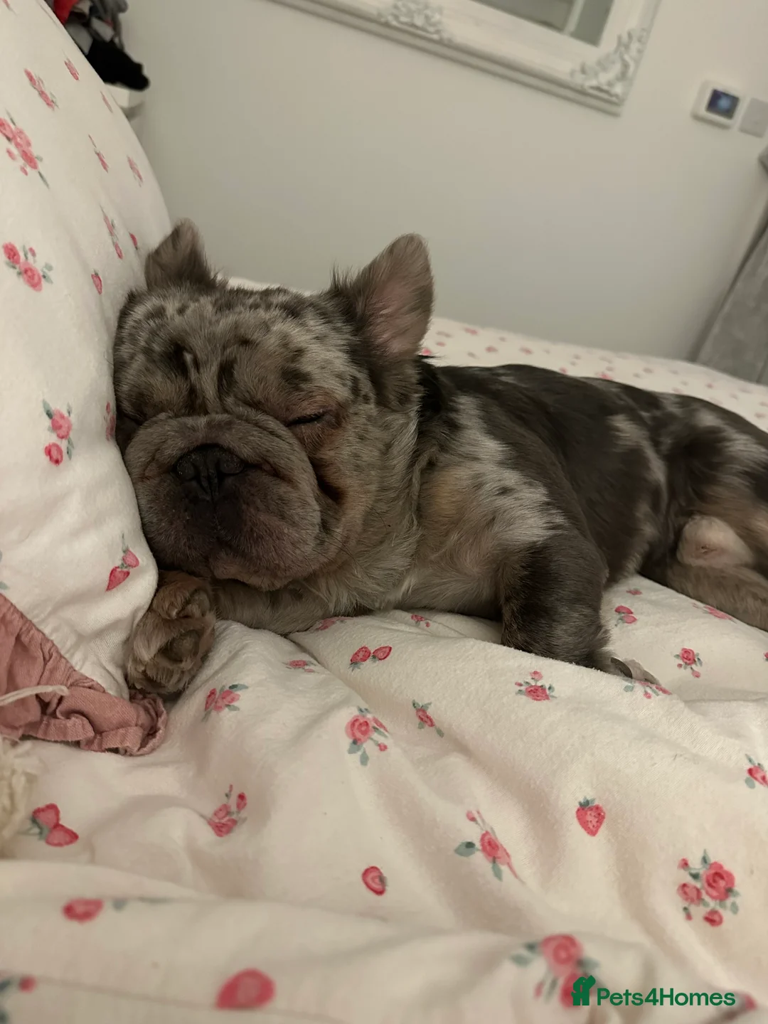 French Bulldog dogs for sale: 🐾 Forever Home Wanted for Bodhi French Bulldog 🐾 - Advert 4