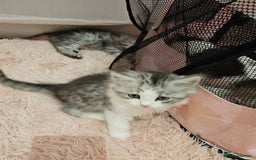 Mixed Breed cats for sale: Persian Chinchilla Cross Kittens - Image 18