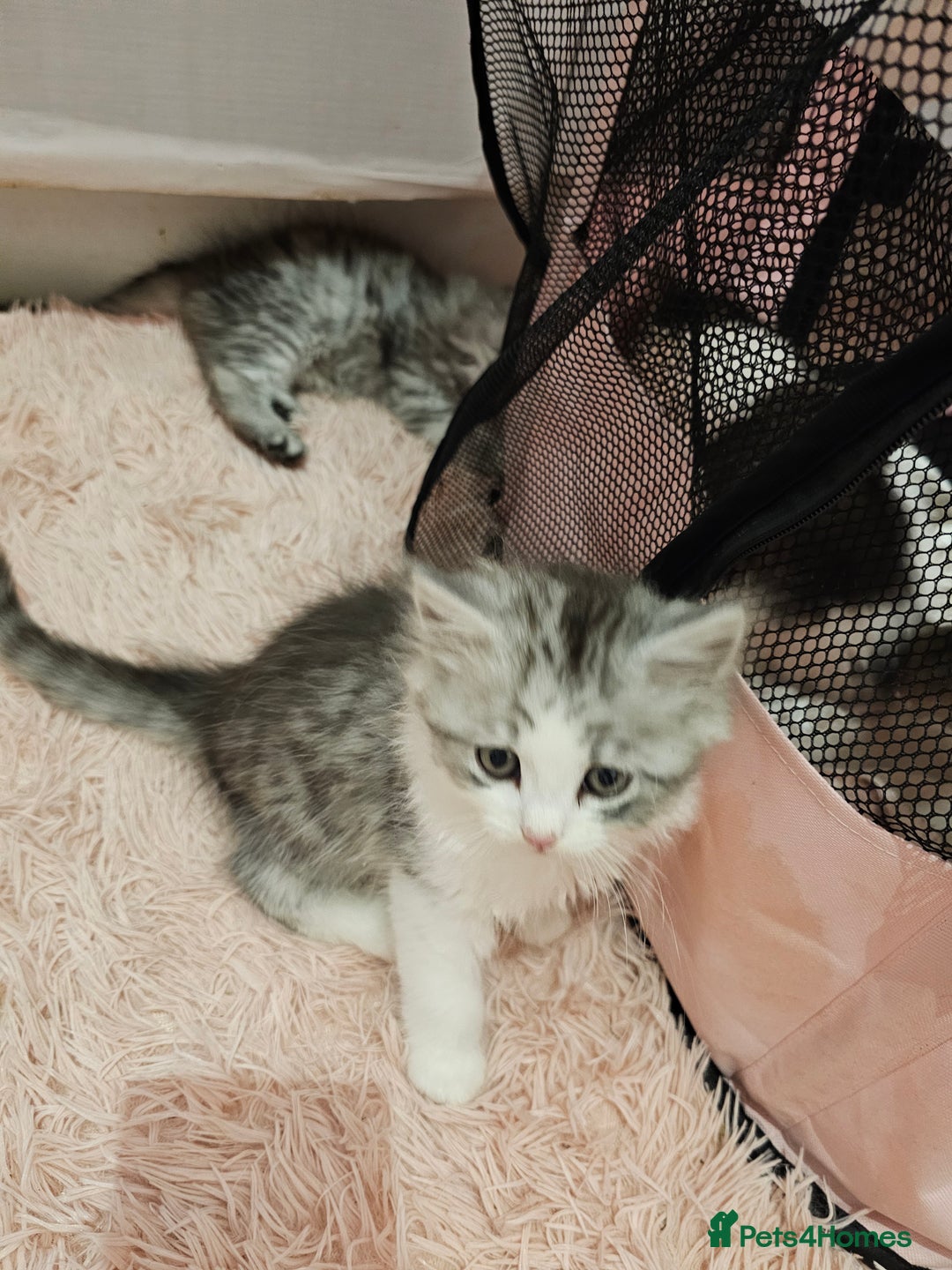 Mixed Breed cats for sale: Persian Chinchilla Cross Kittens - Image 18