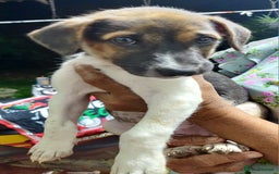 Mixed Breed dogs for sale: Looking for a loving home for one of our 2 Pups! - Image 8