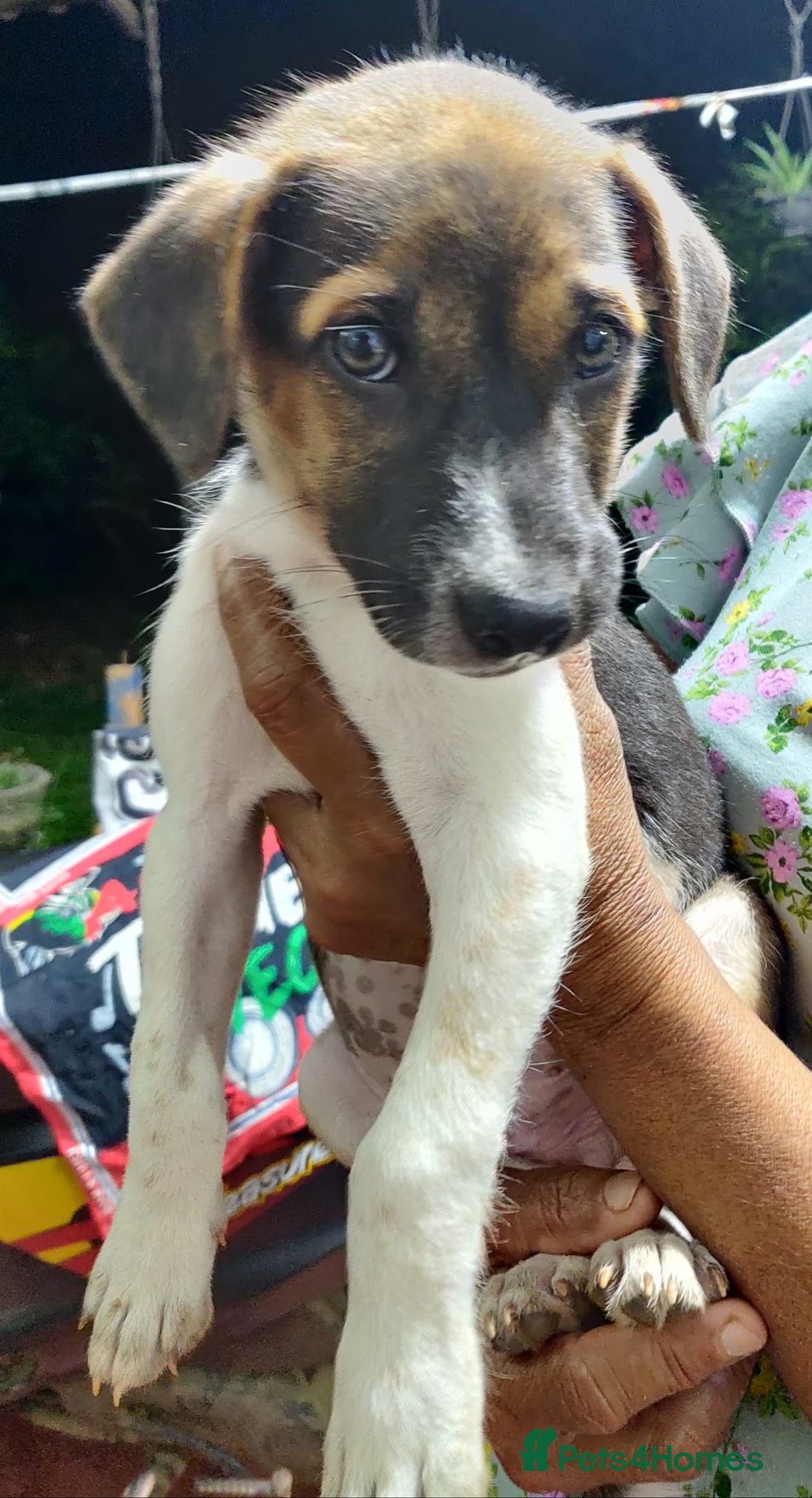 Mixed Breed dogs for sale: Looking for a loving home for one of our 2 Pups! - Image 8