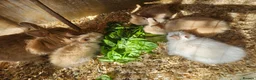 Lionhead rabbits for sale: Lionhead babies  - Advert 1