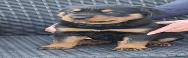 Rottweiler 1
