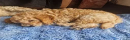 Cockapoo dogs for sale: Beautiful and friendly Cockapoo boy, well handled - Advert 7