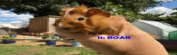 Guinea Pig rodents for sale: Guinea Pigs - Ready Now - Advert 21