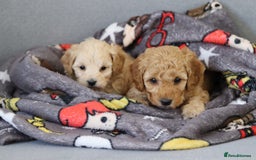 Cavapoochon dogs for sale: Cavapoochon puppies for sale - Advert 22