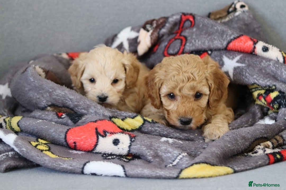 Cavapoochon dogs for sale: Cavapoochon puppies for sale - Advert 22