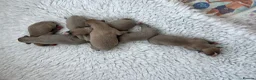 Whippet dogs for sale: KC Registered Whippet Puppies - Advert 5