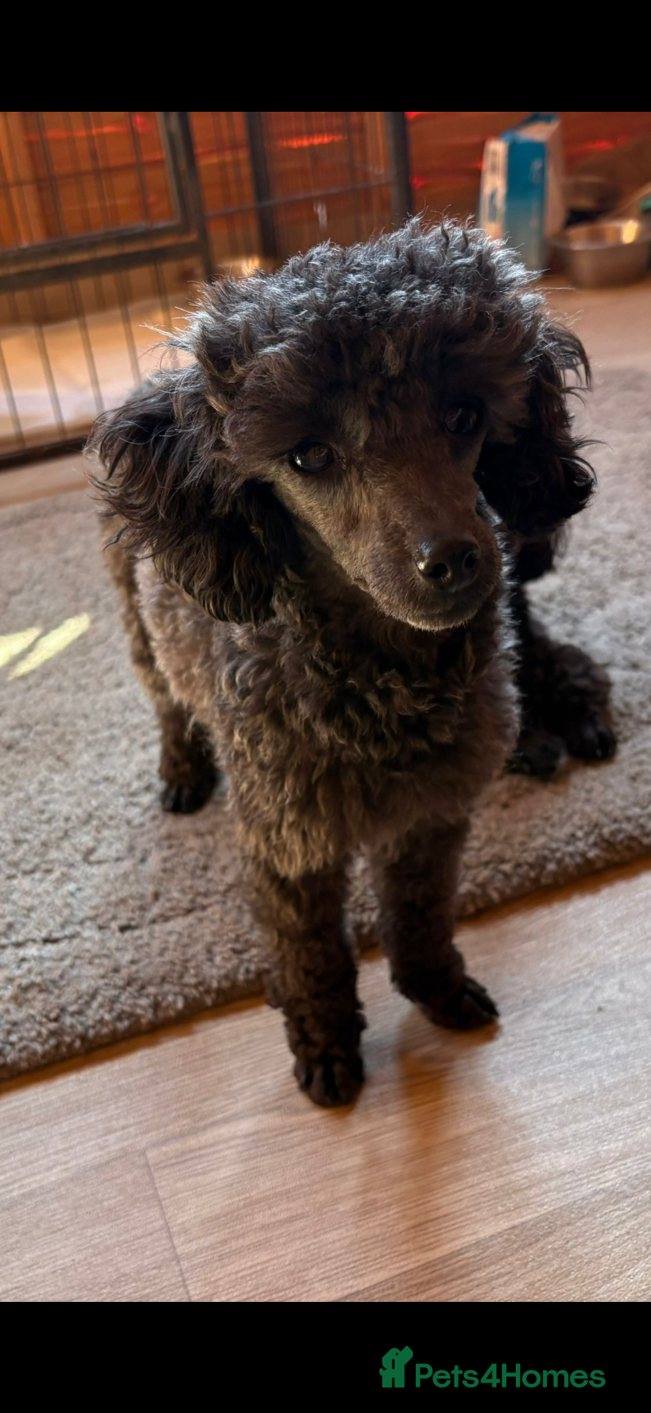 Toy Poodle dogs for sale: Tiny toy poodle - Advert 1