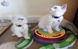 Ragamese cats for sale: 🐾💎Ragdoll X Siamese (Ragamese) Kittens💎🐾 - Image 8