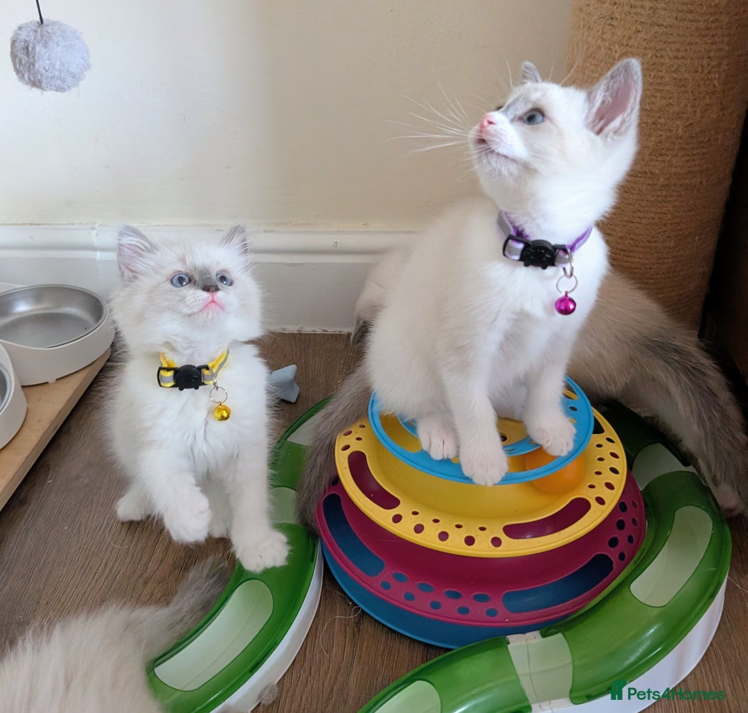 Ragamese cats for sale: 🐾💎Ragdoll X Siamese (Ragamese) Kittens💎🐾 - Image 8