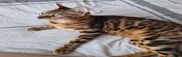 Bengal cats for sale: STUNNING MIXED BENGAL BOY & GIRL!  - Advert 2