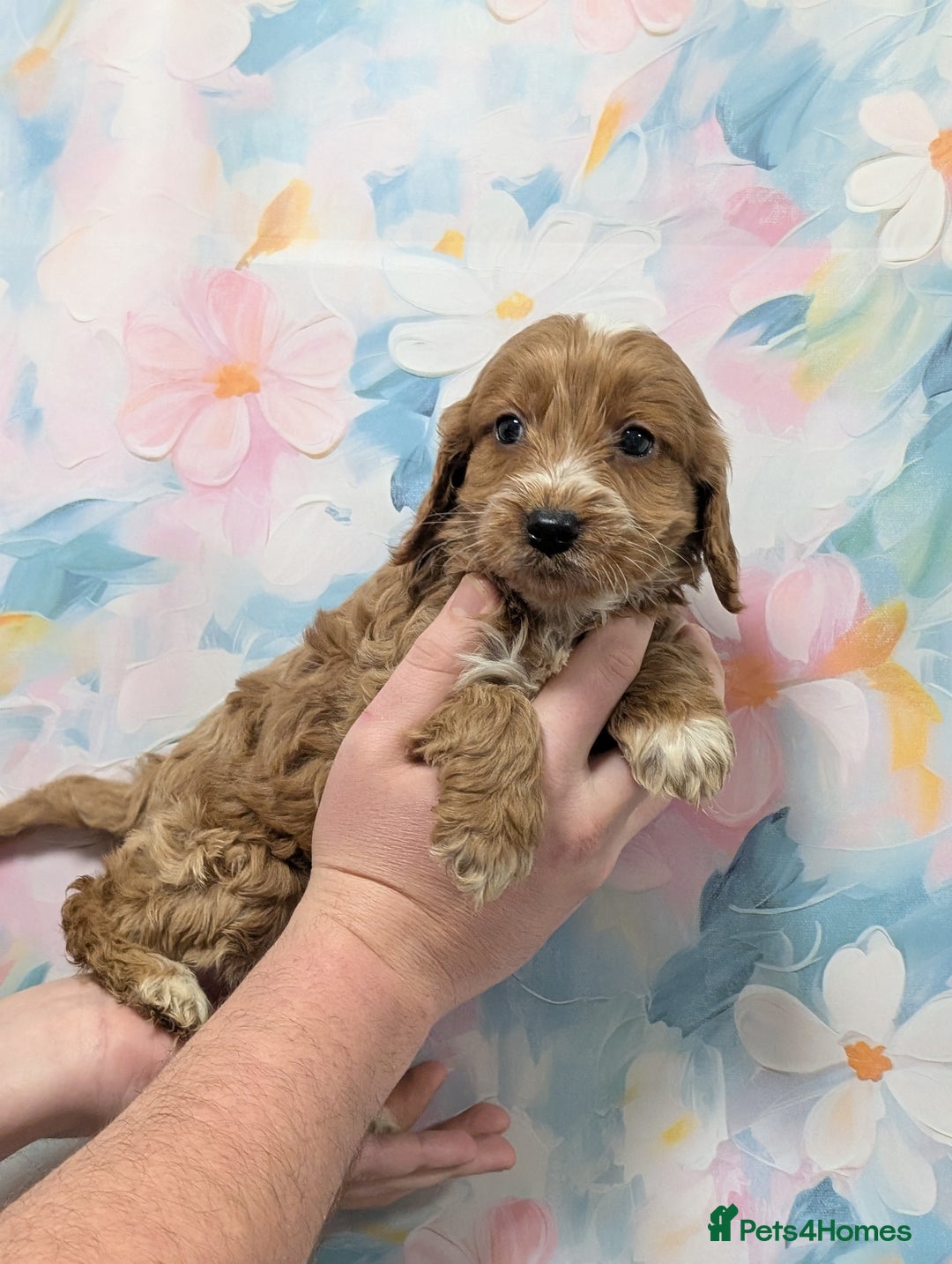Cockapoo dogs for sale: Showtype F1 Cockapoos! Parents DNA Clear ✅ - Advert 12