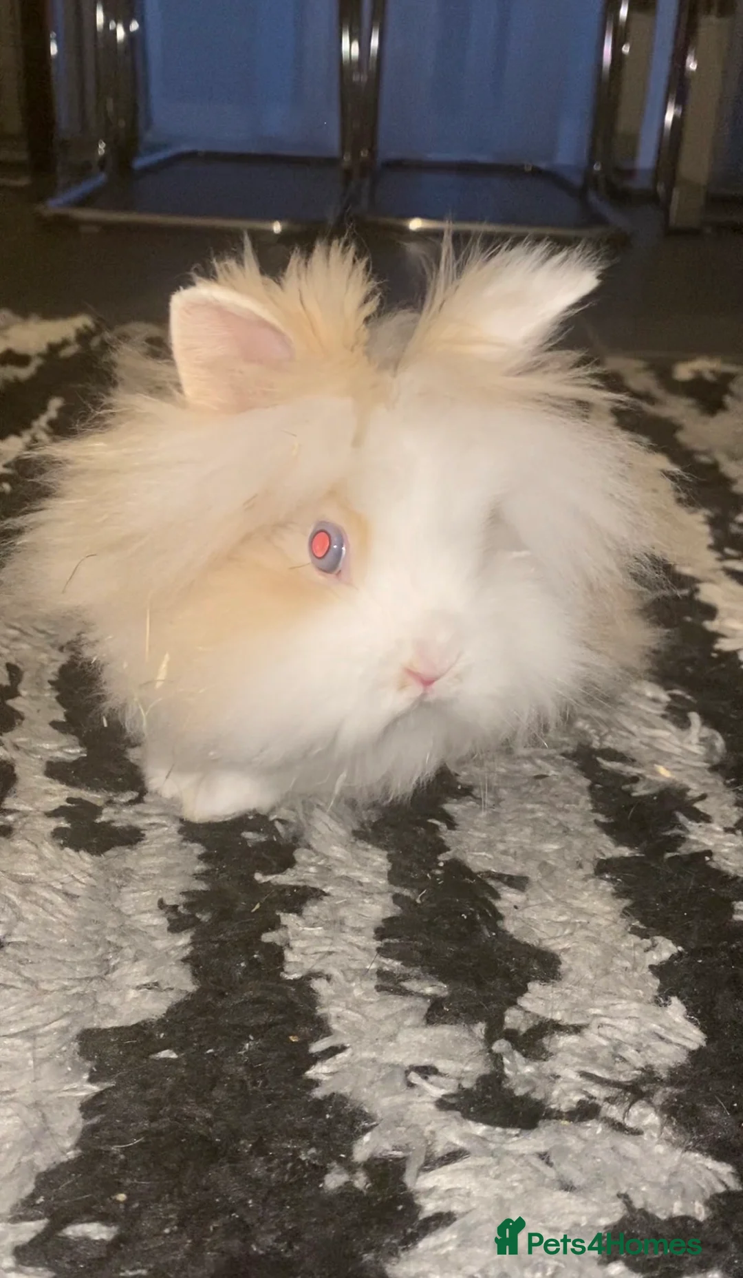 Lionhead rabbits for sale: Pure bred Lionhead - Advert 2
