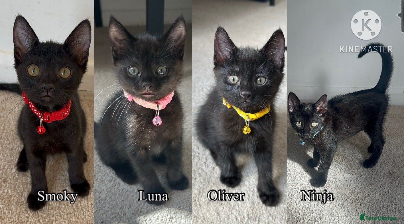 Mixed Breed cats Black Brown and White Kittens - Advert 3