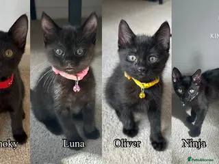 Mixed Breed cats Black Brown and White Kittens - Advert 2