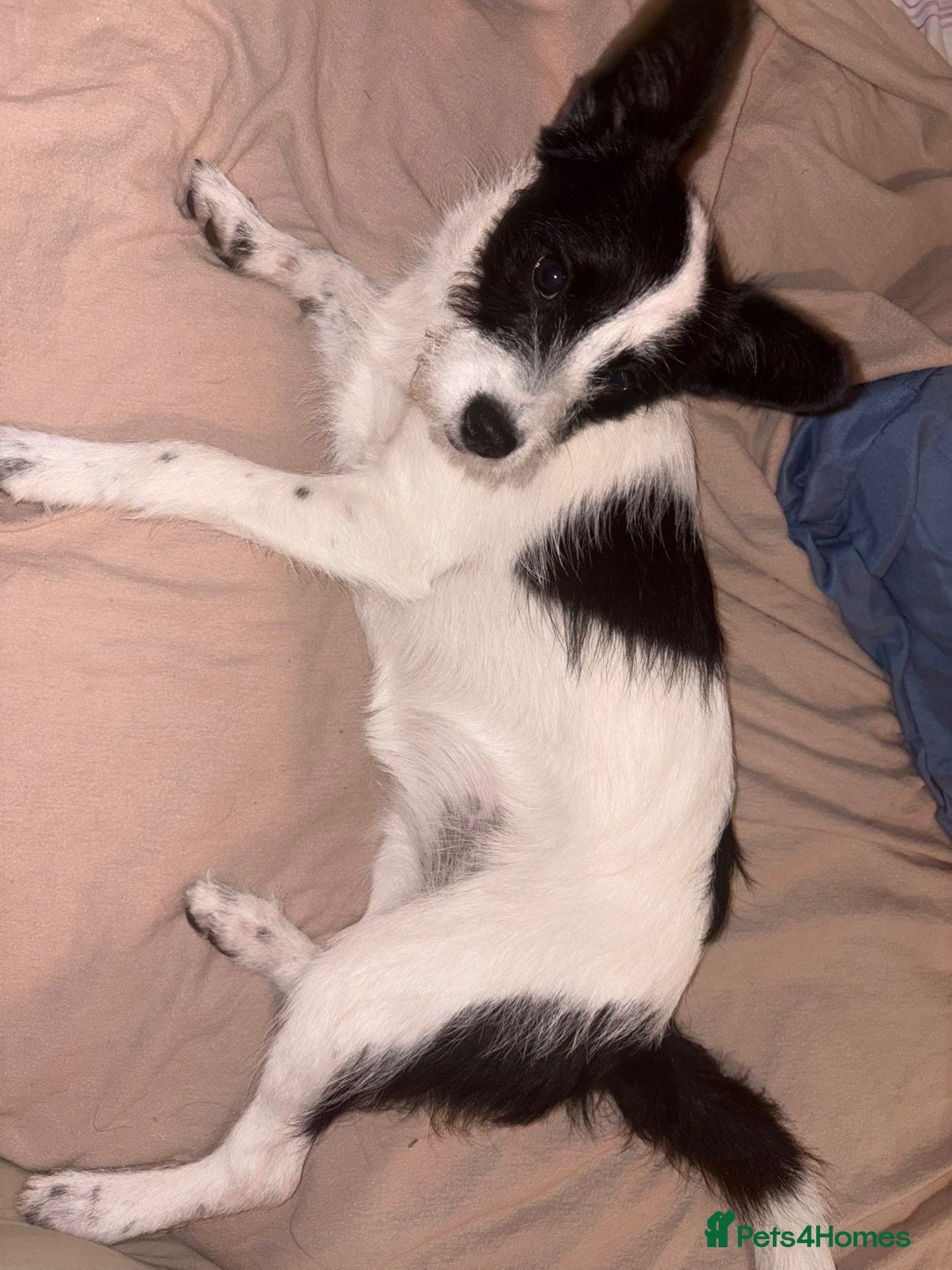 Mixed Breed dogs 7 month old puppy - Advert 1