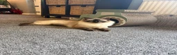 Mixed Breed cats for sale: Half ragdoll kittens  - Advert 28