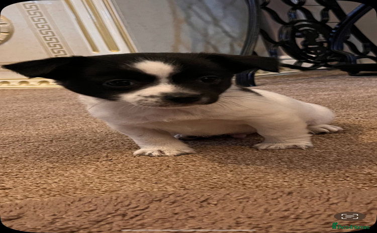 Jack Russell dogs - Advert 12