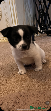 Jack Russell dogs - Advert 2
